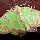 Looper Moth