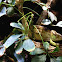 Chameleon