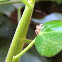 Jumping Spider