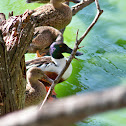 Northern Shoveler