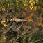 Northern Harrier