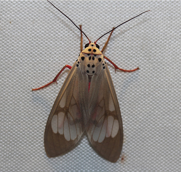 Spotting Image 1