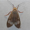 Tiger moth