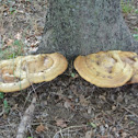 Reishi