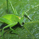 Katydid nymph, Kikipounamu