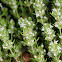 Thyme, tomillo salsero