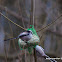 Long-tailed Tit