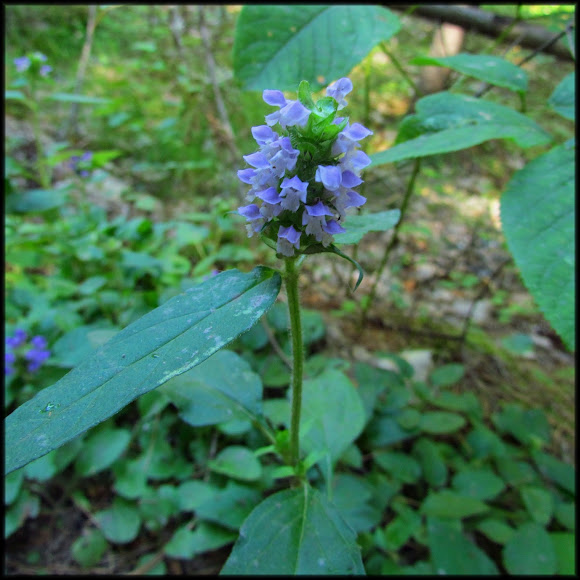 Spotting Image 1