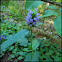 Self-Heal "Heal All"