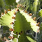 Euphorbia grandicornis