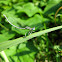 White-legged Damselfly