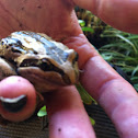 Striped Marsh Frog
