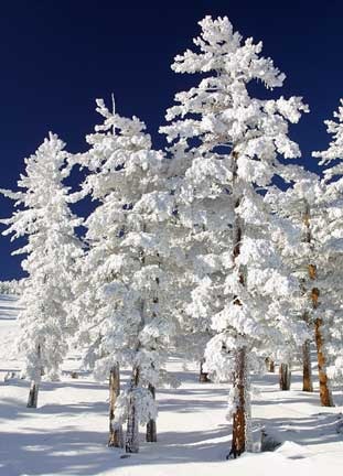 [Snow clad trees[5].jpg]