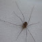 Harvestmen