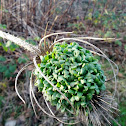 Fuller 's teasel
