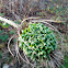 Fuller 's teasel