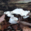 White Cheese Polypore