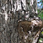 Texas Spiny Lizard