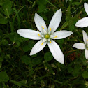 Star of Bethlehem