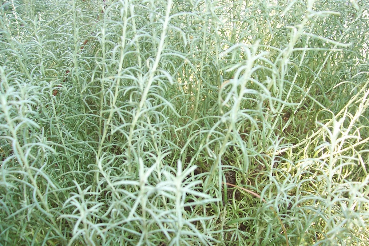 Curry Plant