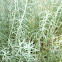 Curry Plant