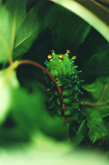 Spotting Image 1