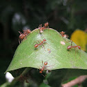 Weaver Ants