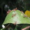 Weaver Ants