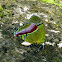 Regal hairstreak