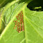 Squash bug (eggs)