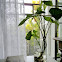 arrowhead plant