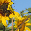 Bees