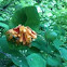Honeysuckle