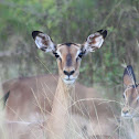 Impala