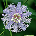 Passion flower