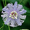 Passion flower