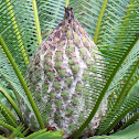 Virgin palm
