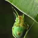 Green Lynx Spider