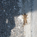 Mole Cricket
