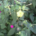 Four O'clock Flower