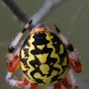 Marbled Orb Weaver