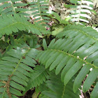 Christmas Fern