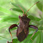 Helmeted Squash Bug