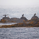 Great Cormorant