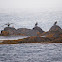Great Cormorant
