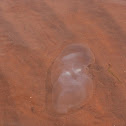 White Moon Jellyfish