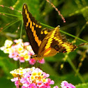 Giant Swallowtail