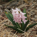 Hyacinth
