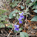 Violeta