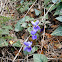 Violeta